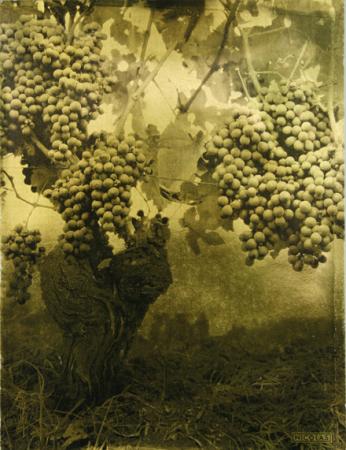  Affiche Ancienne Originale 32. Cep de vigne et nombreuses grappes Par  - 1289826757359.jpg