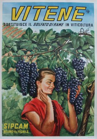  Affiche Ancienne Originale Vitene Par W. Bacchi - 1433595026794.jpg